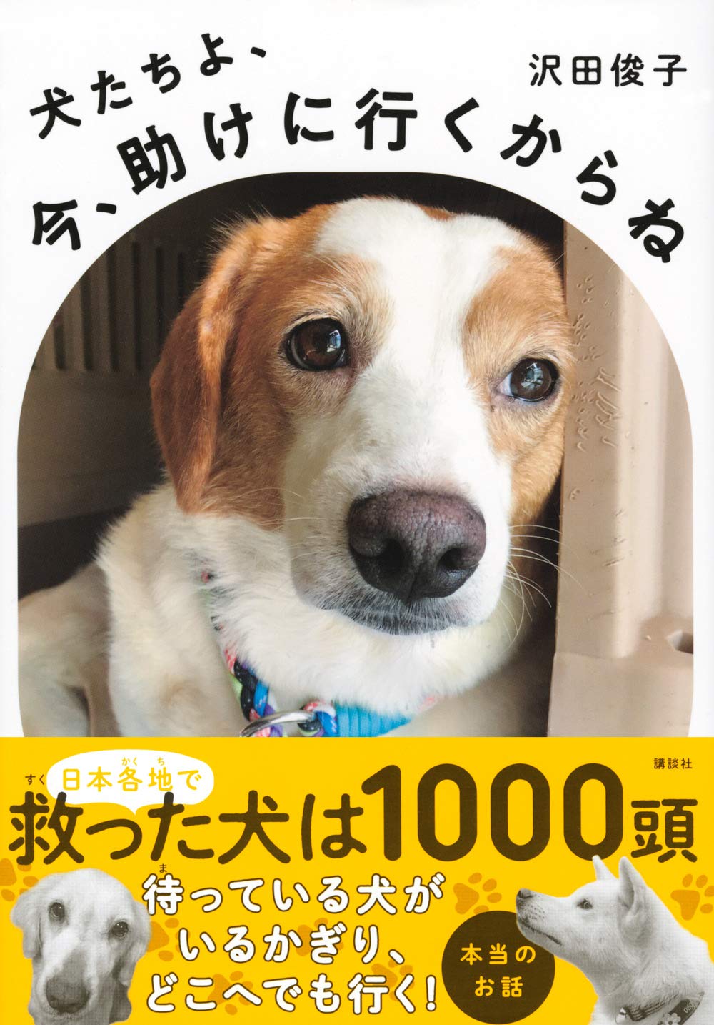 犬たちよ 今 助けに行くからね 沢田 俊子 本 通販 Amazon