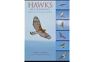 Hawks at a Distance: Identification of Migrant Raptors