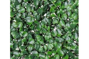 GENERIC Artificial Boxwood Hedge, Faux Greenery Wall, Privacy Hedge Screen, UV Protected Faux Greenery Mats, Boxwood Wall, Suitable for Both Outdoor or Indoor (20x20 Inch DarkG_12pc)
