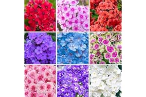 Phlox Creeping Perennial Ground Cover Seeds, Mixed Colour, 1000+ Seeds, Annual Flower for Home and Garden
