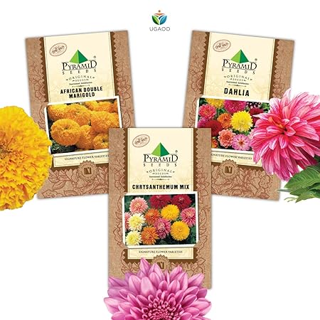 Pyramid Seeds Flower Seeds Combo Of Marigold, ahlia, Chrysanthemum