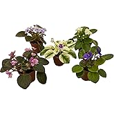 Miniature African Violets Live Plants, 5 Pack, 2 inch Pots, for Terrariums, Home & Office Decor, Gifts