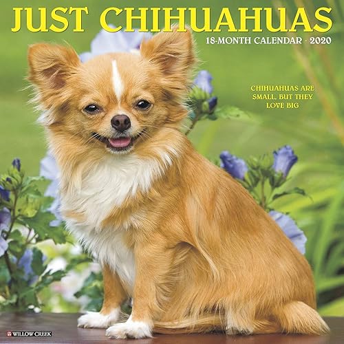 Download Just Chihuahuas 2020 Calendar: Chihuahuas Are Small, but They Love Big PDF