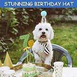 Fantasyon Dog Birthday Hat with Bow Tie Blue Number Reusable Party Accessory view 3