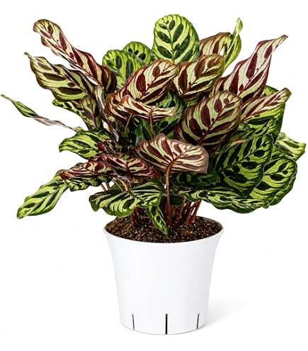 dracena prieziura Large - Dracaena main image 0