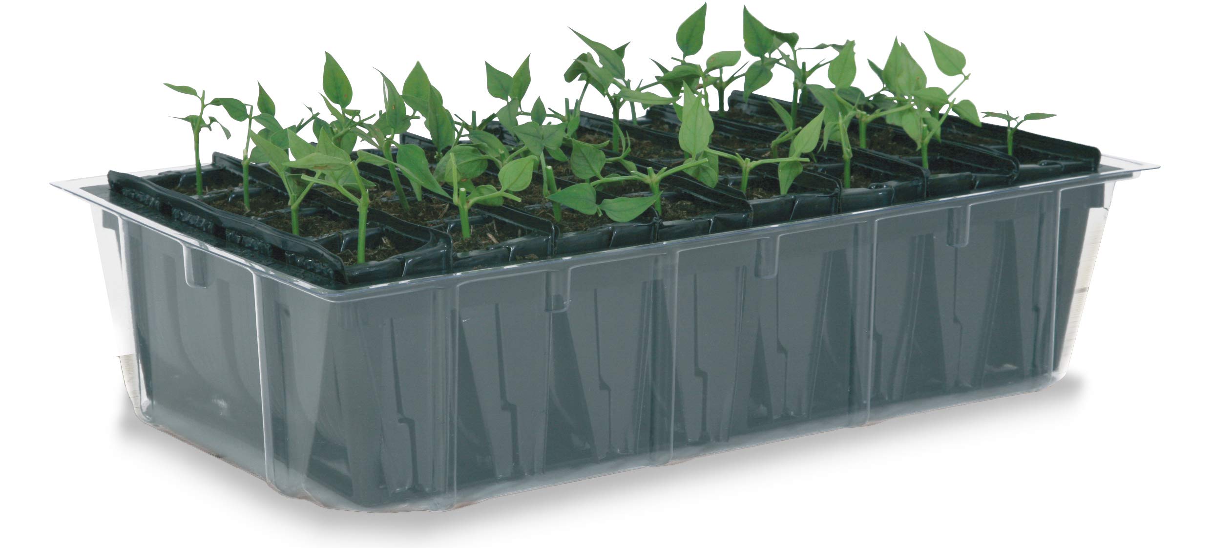 Haxnicks Rapid Rootrainers | Reusable Shallower Root Trainers | Seed Planting | Quick Growing Plants | Salads Bedding Plants Flower Cuttings | Multi-Color, 32 Cells | RT020101