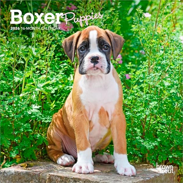 9781804606209: Boxer 2026 Calendar | Dog Breed Gift