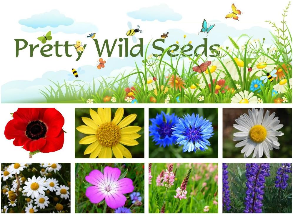 100 PURE CORNFIELD WILD FLOWER SEED MEADOW 100g by pretty wild seeds