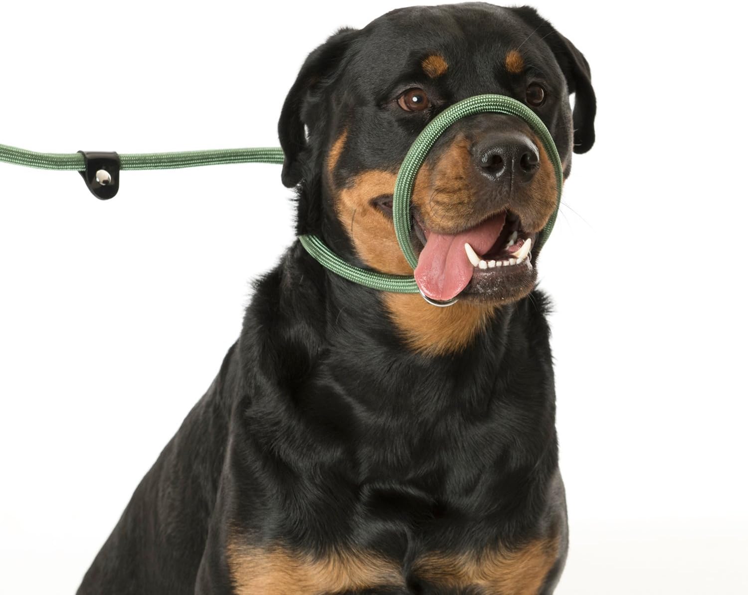 COMPANY OF ANIMALS 3-in-1 Slip Lead for Dogs Size Small, Brown, 1.2m, All in One Headcollar, Leash & Collar, Easy to Use - Image 5