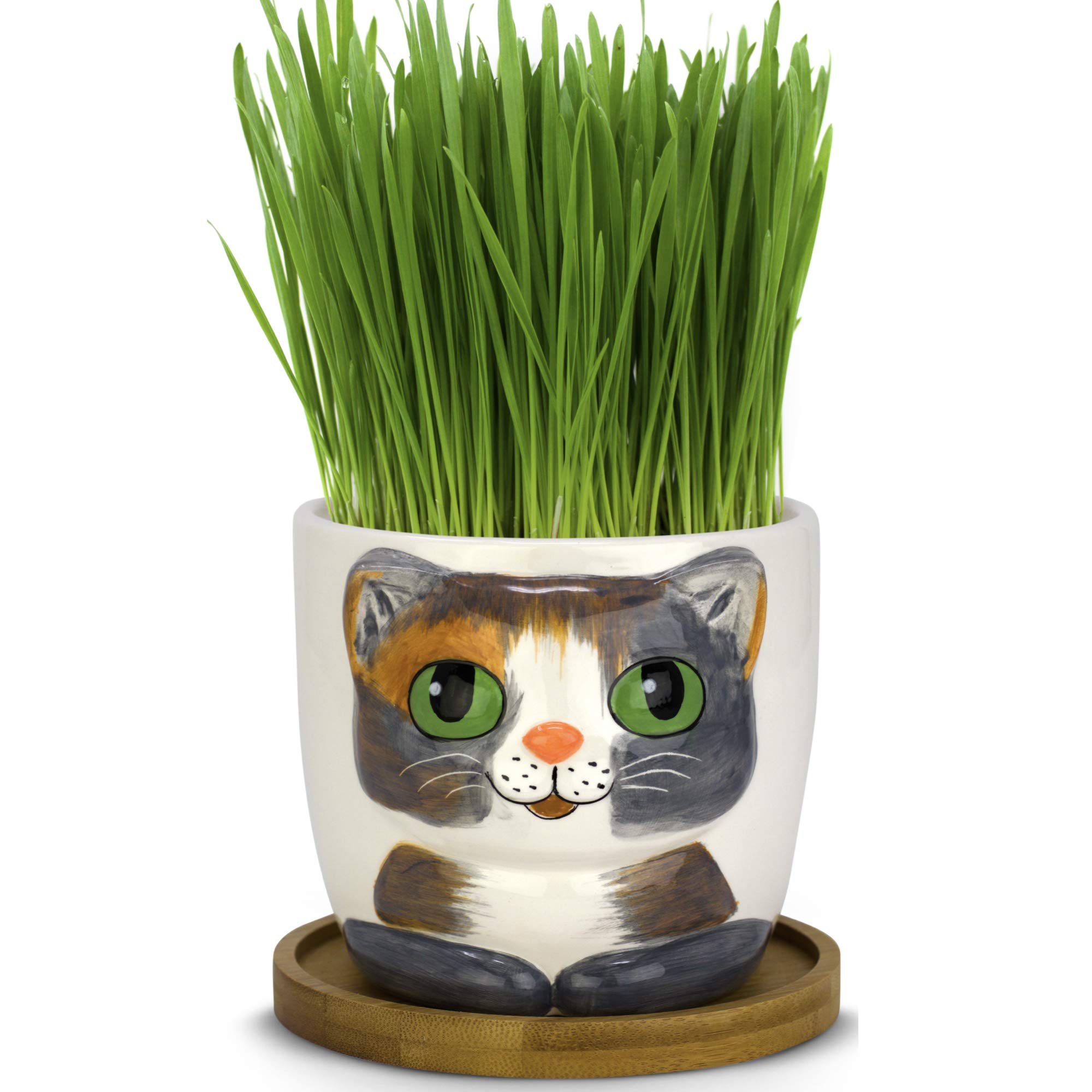 cat grass growing kit