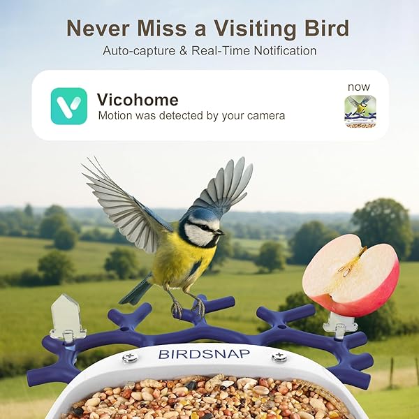 BIRDSNAP® P33 – SMART BIRD FEEDER WITH CAMERA SOLAR POWERED, 2K VIDEO BIRD CAMERA FEEDER LIVE WITH 32GB CARD, AI IDENTIFY FEATHER SPECIES, AUTO RECORD IN BACKYARD, IDEAL GIFT FOR BIRDS LOVER