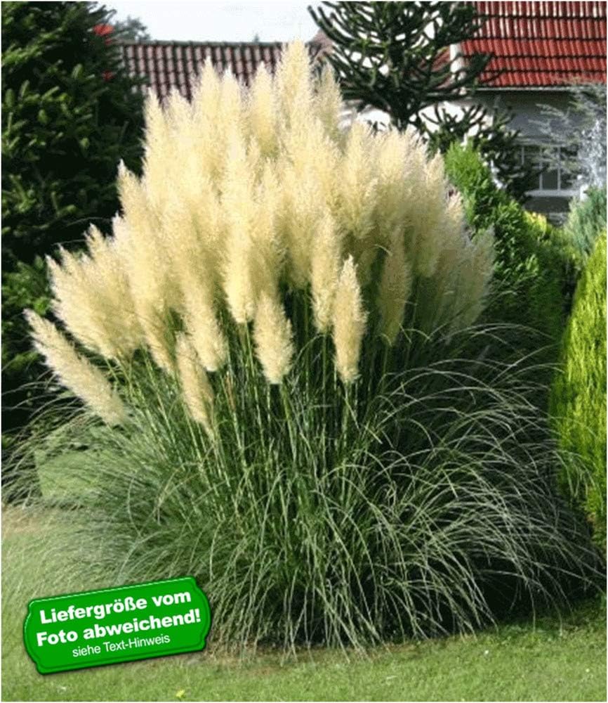 Кортадерия пампасная трава