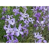 Evening Scented Stock-1000 Seeds (Matthiola longipeta) Perfume Plant,Cold Hardy