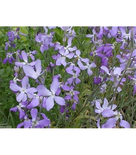 Notte A Tangeri Sapone Profumato - Edizione Limitata Con Scatola In Latta - Foto 7