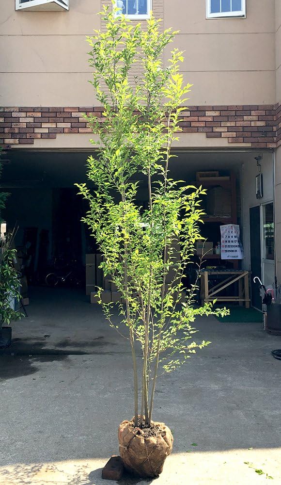 エゴノキ 株立ち 庭木