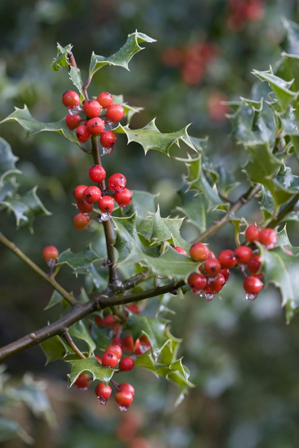 5 Common Holly Hedging Evergreen Plant, Ilex aquifolium 2535cm in P9