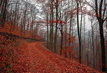 Amazon Com Leyiyi 9x6ft Autumn Forest Park Backdrop Enchanted