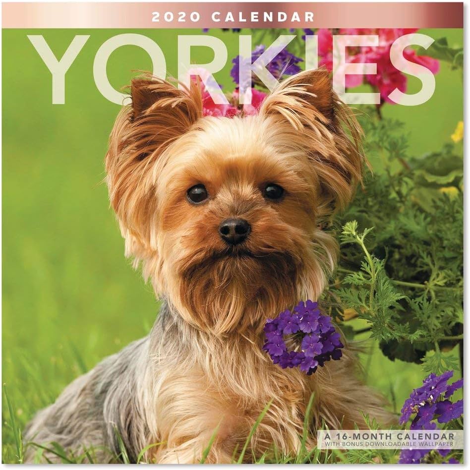 Amazon Com 2020 Yorkies Wall Calendar Lme3231020 Office Products