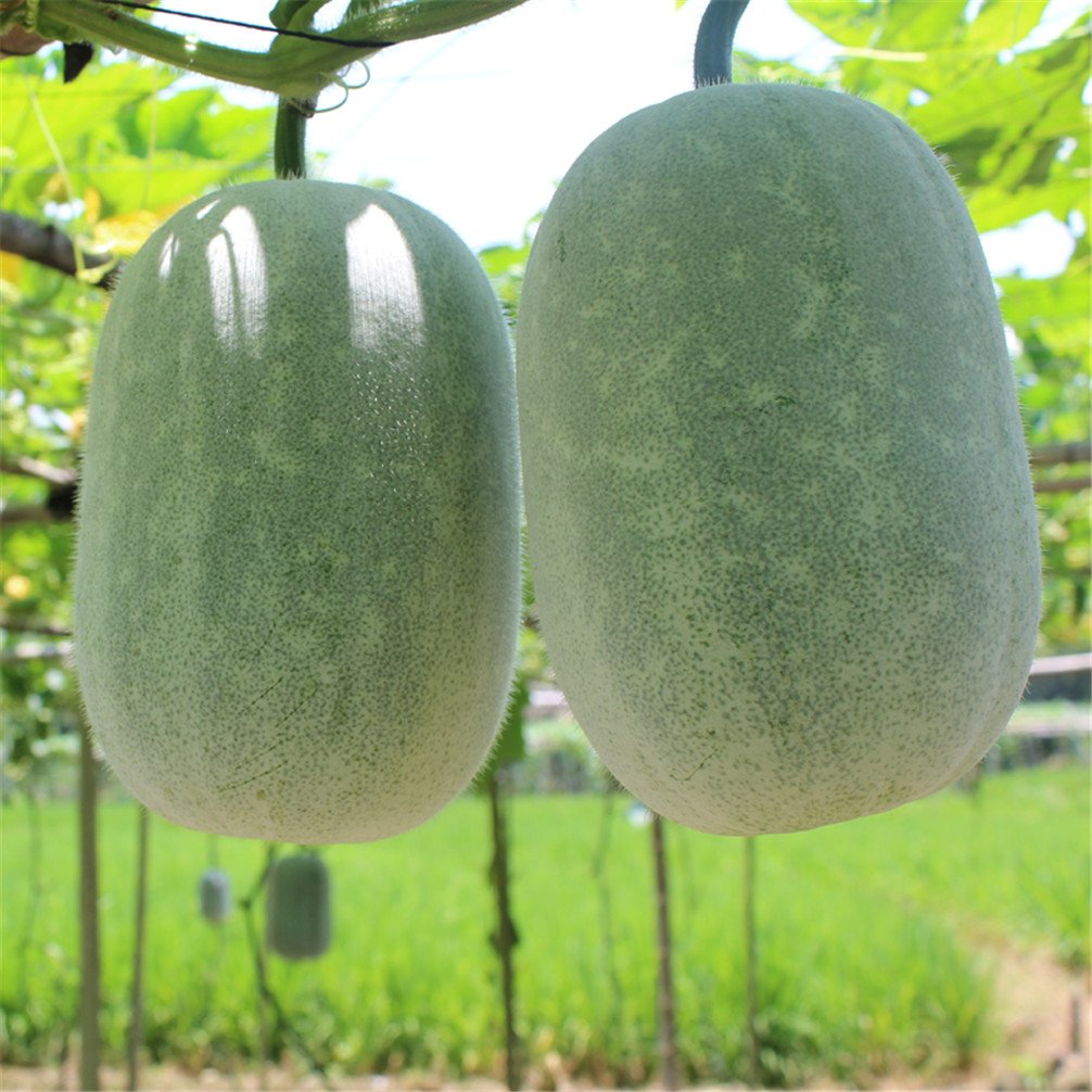Vastravel Winter Melon Small Wax Gourd Dong Gua NonGMO Vegetable 20