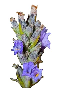 500 Samen vom Echten Lavendel -Lavandula angustifolia- -Vertreibt Mücken-