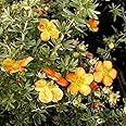 yunakesa POTENTILLA FRUTICOSA 'Sunset - SHRUBBY Cinquefoil - Approx 6-8 INCH