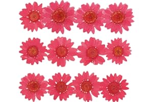 YUNZHI 50pcs Natural Dried Daisy Flower, Vacuum Packaging, Pressed Flower for House Decoration, Jewelry Making, Phone case Decoration (Red)