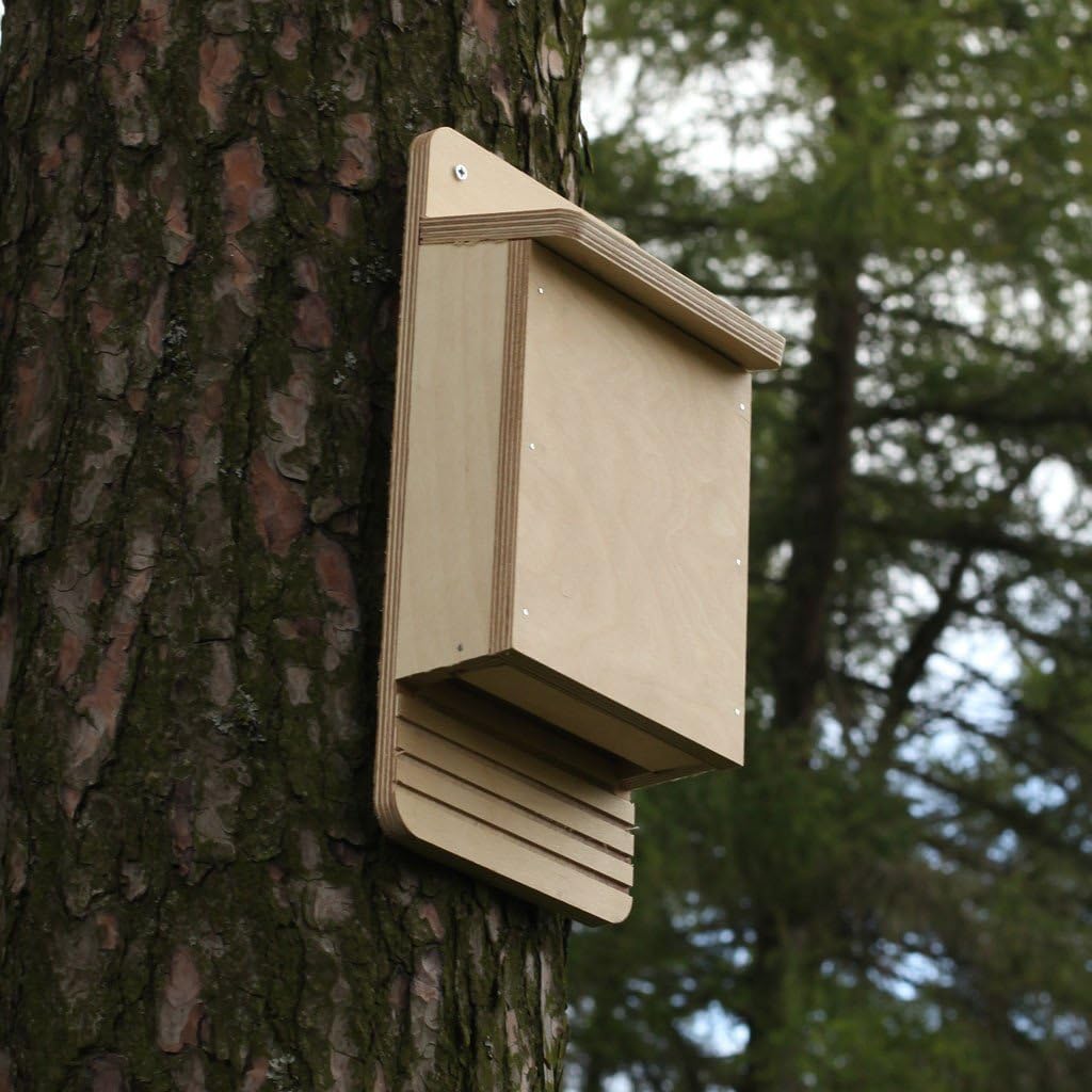 Caja de madera para murciélagos, kit de montaje: Amazon.es: Jardín