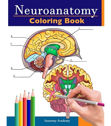 Aazon.co: TYRRDE Huan Brain Odel For Neuroscience Teaching With