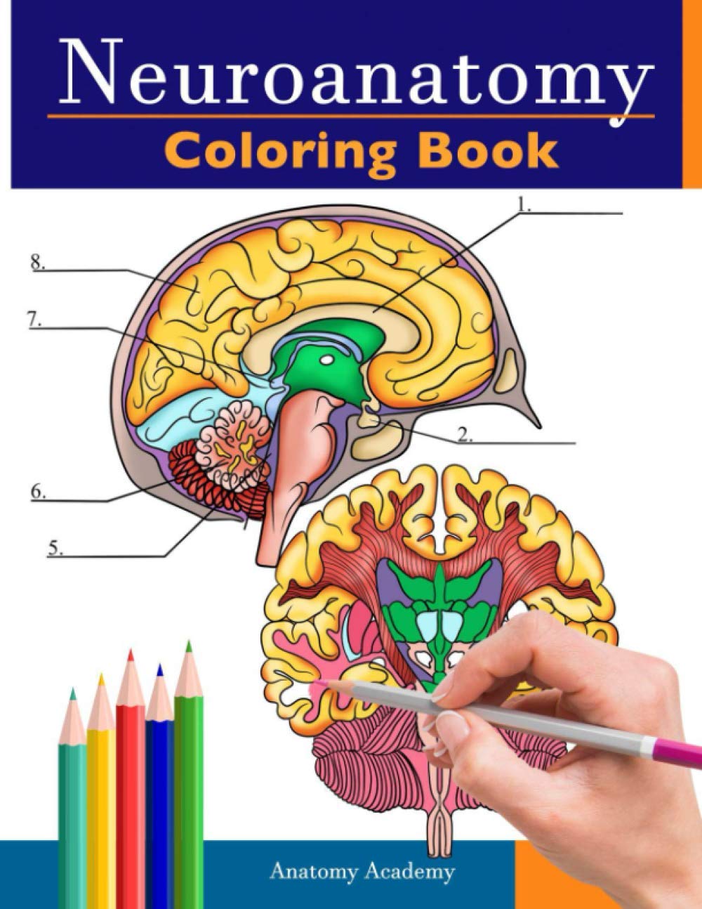 Neuroanatomy Coloring Book: Incredibly Detailed