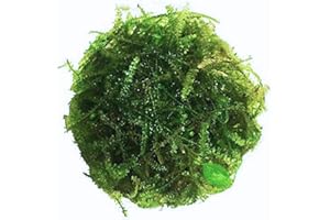 Planterest – Christmas Moss | Vesicularia Montagnei Easy Live Aquarium Plant Decorations BUY2GET1FREE