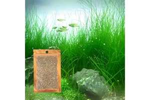 Freshwater Aquarium Decor, Easy Growing Dwarf Carpet for Fish Tank/Terrarium, Natural Aquatic Plant Growth Material – 1 Pack 