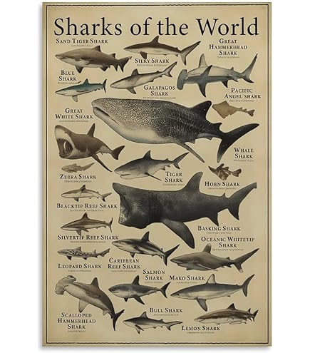 Amazon.com: Laminated Dangerous Sharks Poster 24 x 36in: Tiger