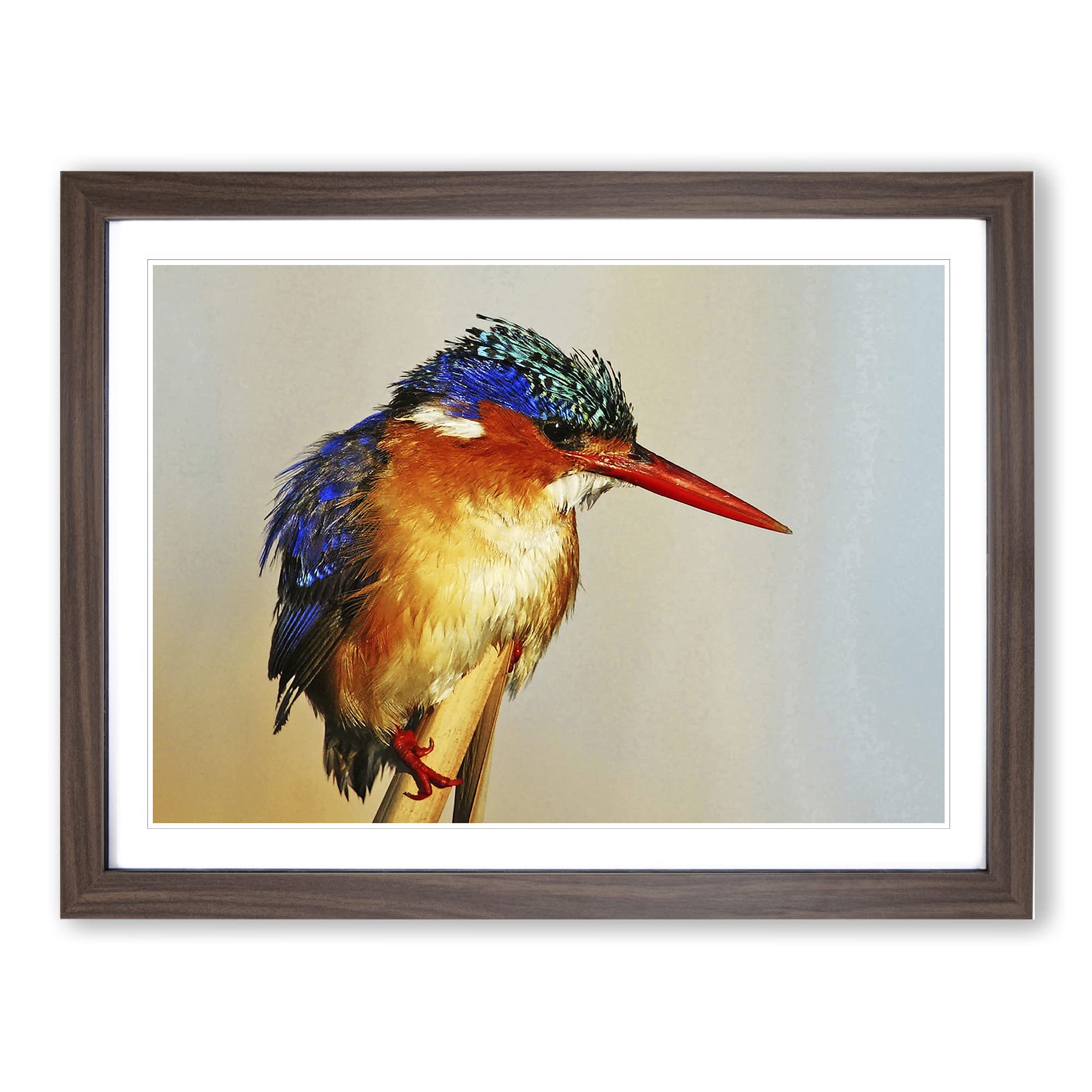 Kingfisher Bird Modern Framed Wall Art Print, Ready to Hang Picture for Living Room Bedroom Home Office Décor, Walnut A4 (34 x 25 cm)