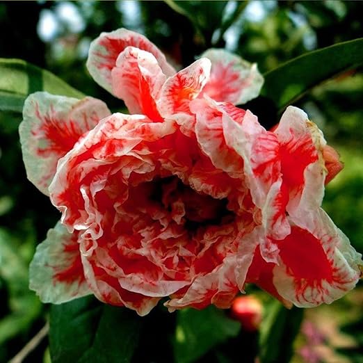 Lonlier 30 Pieces Graines Fleurs Adorabls Fleur Odorante Fleurs Graines De Pivoine Colorees Plante Jardinage Amazon Fr Jardin