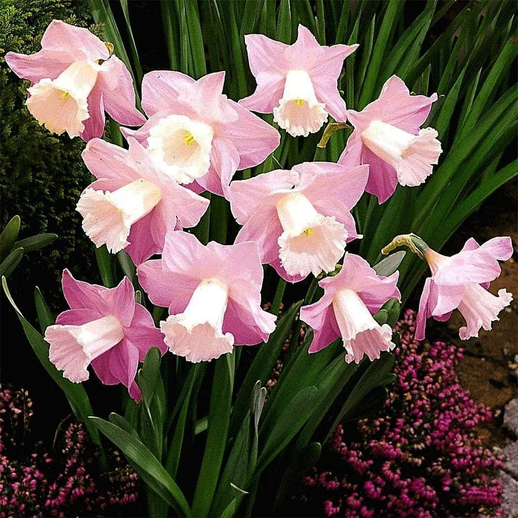 Caiuet Seeds- 100Pcs Rare Daffodils Seeds Multicolored, Perennial Flower Seeds Bells Flowers Seeds Hardy Flower Bulbs for Barkon, Garden