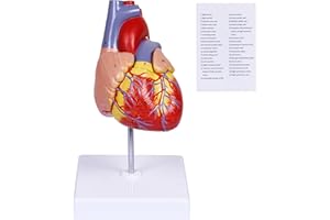 breesky Scientific Human Heart Model 2-Part Life Size Human Heart Replica Color Printed Held Together with Magnets & Mounted Display Base