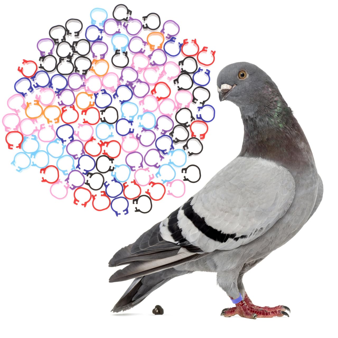 Happyyami 100 Pcs Clip on Poultry Leg Bands Colorful Plastic Foot Rings Lightweight Identification Tags for Pigeons Chickens Ducks