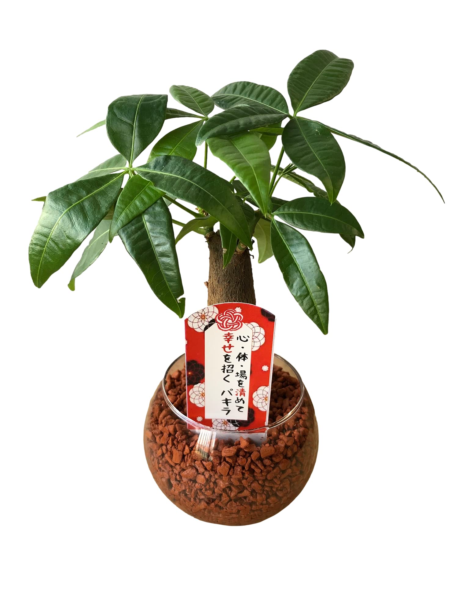 幸せを運ぶ観葉植物【パキラ 「ミニガラスボール（小）」1個】縁結び 新婚祝い 結婚記念日 誕生日 敬老の日 母の日 父の日 ギフト 観葉植物 水耕栽培 おしゃれ インテリア (1, パキラ（ミニガラスボール小）)商品画像