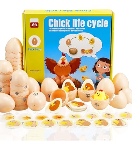21 pcs Chick Life Cycle Exploration Set, Chick Embryo Growth Model, Egg 21 pcs Chick Life Cycle Exploration Set, Chick Embryo Growth Model, Egg