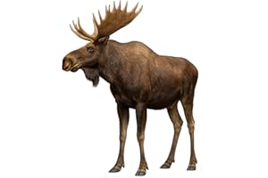 DP BOUTIQUE Moose 3FT Life Size Cardboard Cutout, Safari Theme Decoration, Alaskan Animals Standup for Events, Party, Photography Props, 1 PC