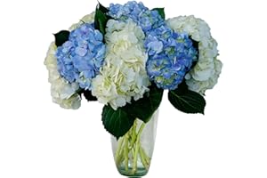 Fresh White & Blue Hydrangeas Flowers, 10-Stem, Farm-Direct by Flores Del Este - Fresh Flowers Bouquet, Perfect Home Decor & Earth Day Decorations, Desk Arrangements, Bedrooms, Includes Nutrients
