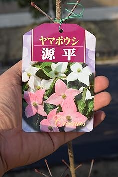 Amazon 源平ヤマボウシ苗 山法師 植木