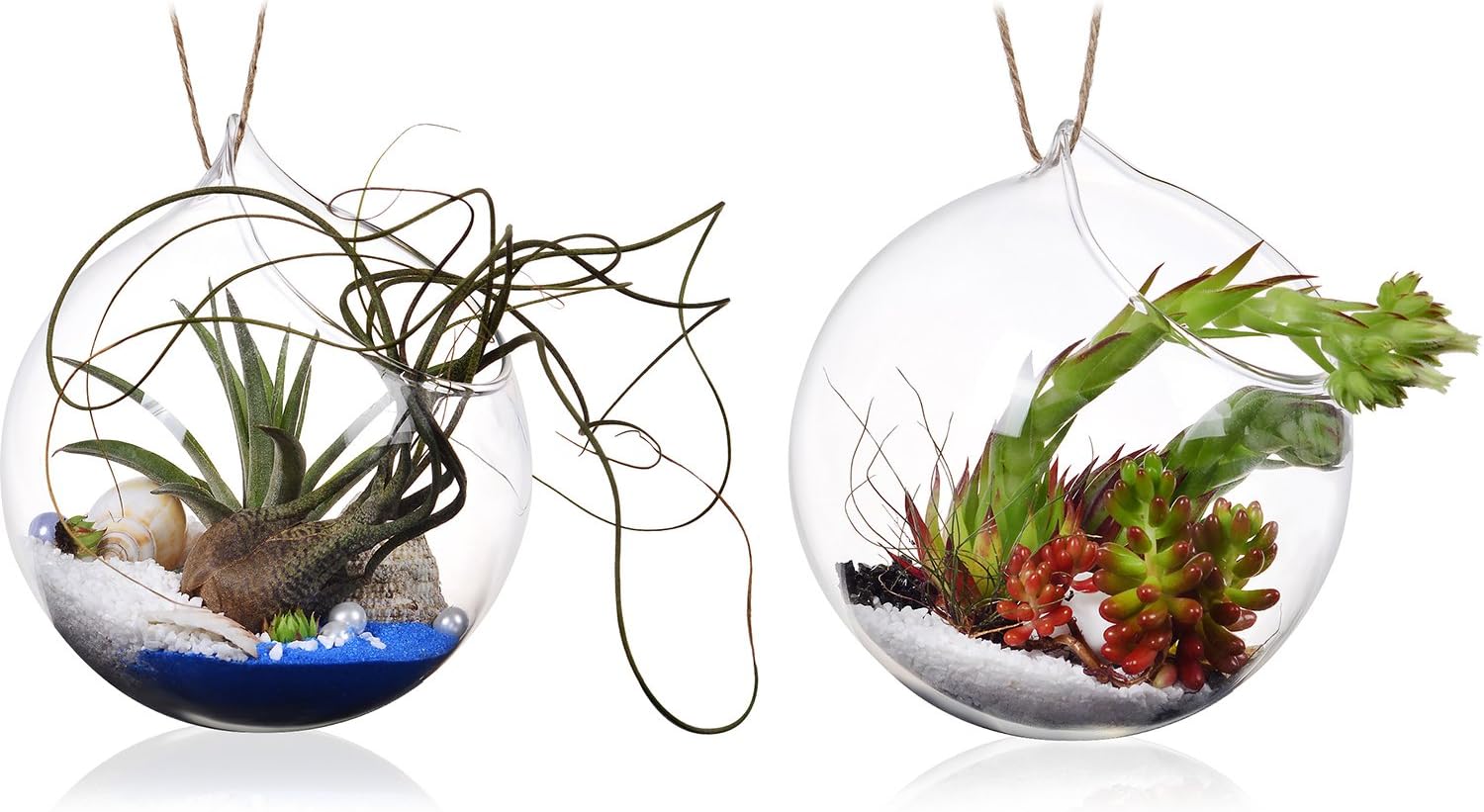5" Hanging Terrarium/Glass Container for Succulent Air Plant Tillandsia
