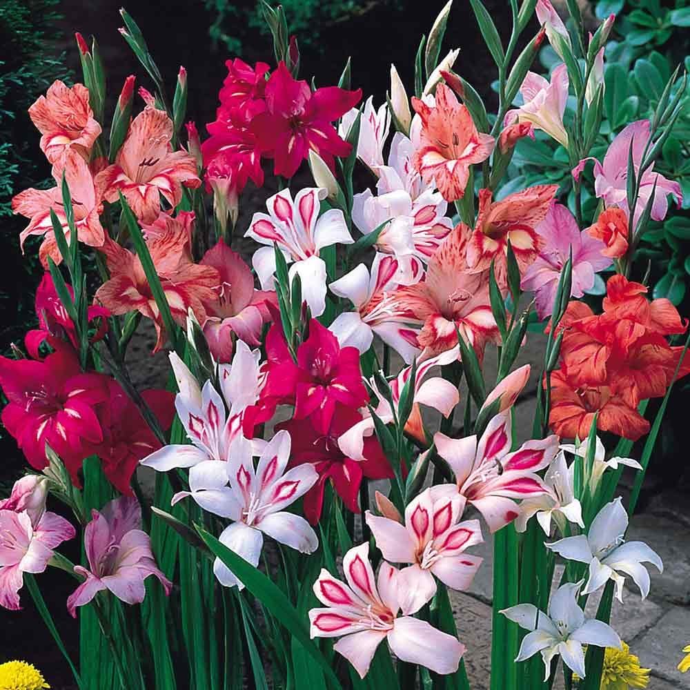 15 x Stunning Mixed Gladiolus nanus (corms) Gladioli to Grow Yourself ( Free UK Postage)