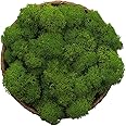 Moss Preserved, Green Moss for Fairy Gardens, Terrariums, Any Craft or Floral Project or Wedding Other Arts (Green, 3OZ)