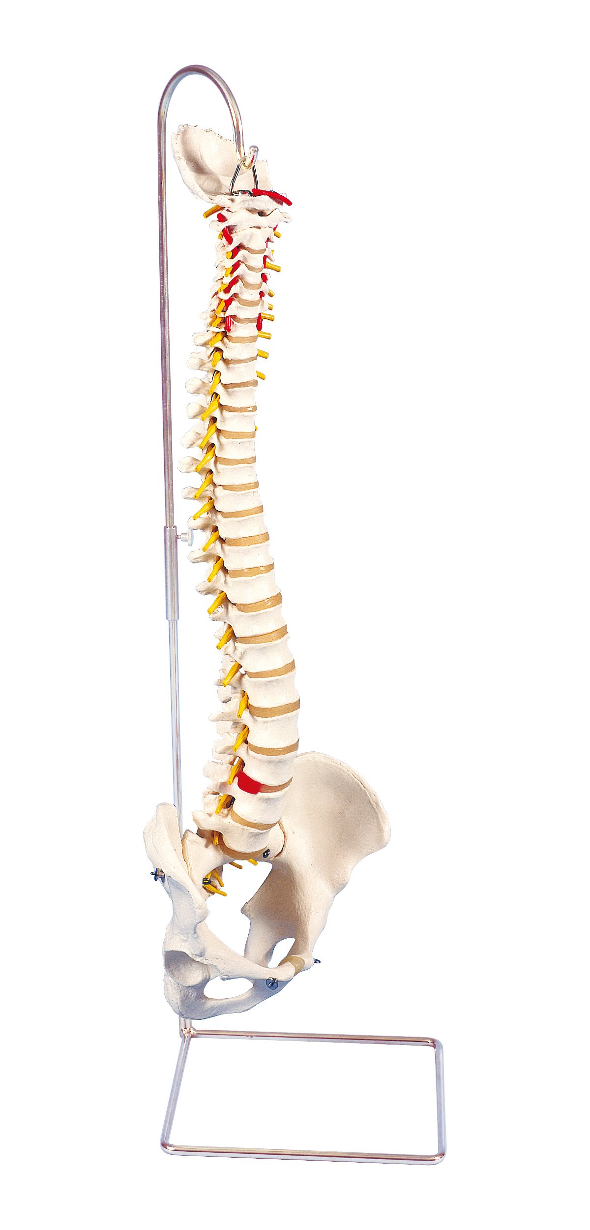 Didactic Flexible Human Spine Model - 3B Smart Anatomy - View #10