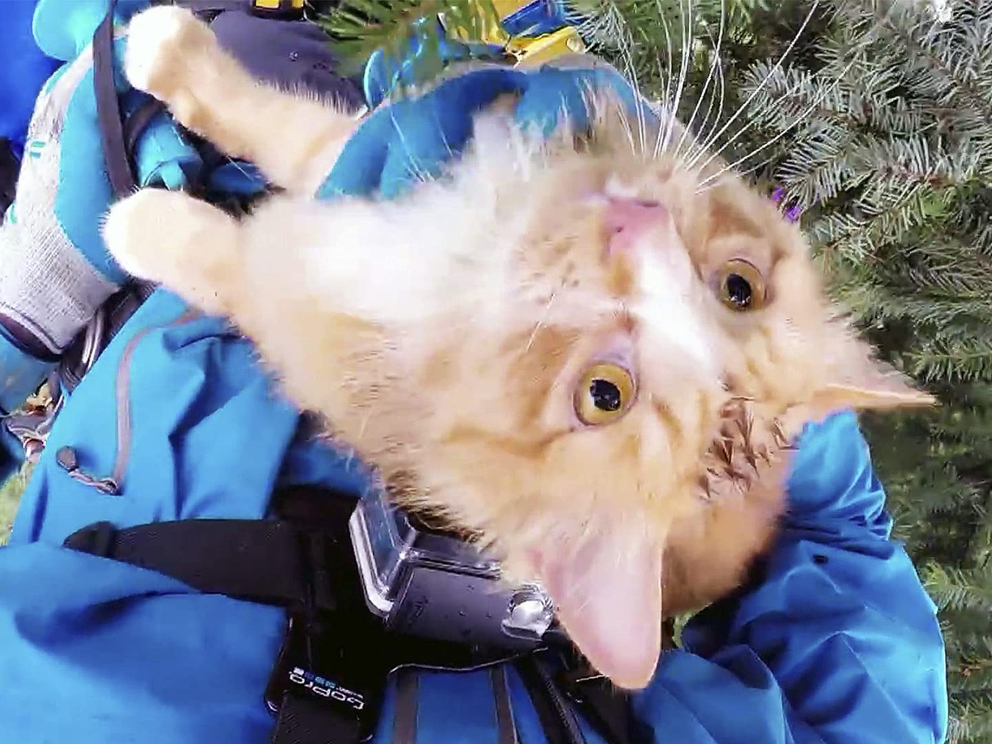 Watch Treetop Cat Rescue Season 1 Prime Video