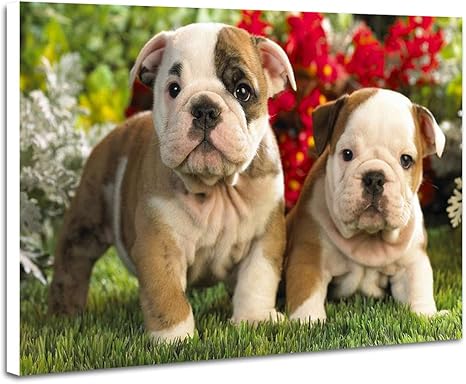 Amazon Co Jp ブルドッグの子犬 動物の写真 壁掛け式の装飾画 印刷の絵 ポスター 30cmx40cmx2 5cm ホーム キッチン Amazon Co Jp ブルドッグの子犬 動物の写真 壁掛け式の装飾画 印刷の絵 ポスター 30cmx40cmx2 5cm ホーム キッチン