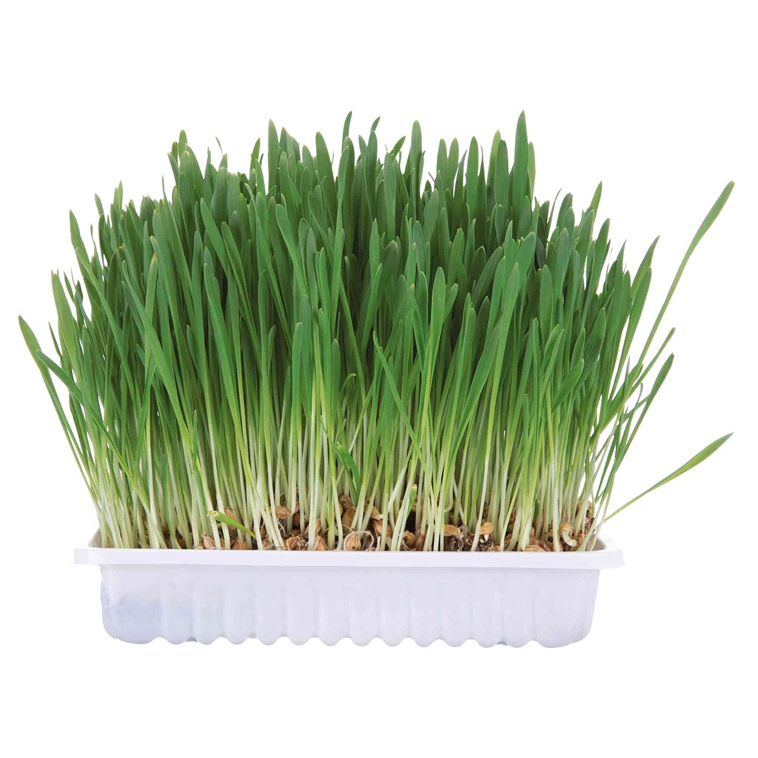 Trixie Small Animal Grass Seed, 100 Gram
