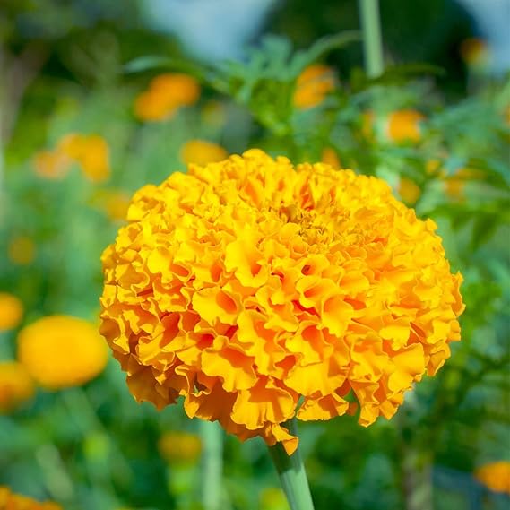 African Marigold Flower Garden Seeds Crush Series F1